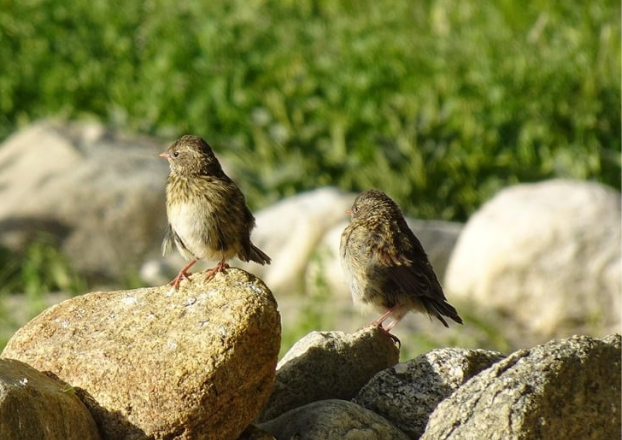 Untitled (622 x 440 px)_20251208_010422_0002